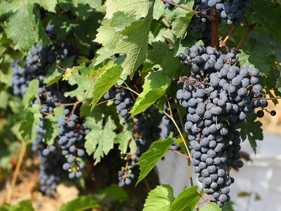 Tekirdağ üzümü, üreticisinin yüzünü güldürdü