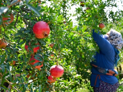 Denizli’de nar hasadı heyecanı yaşanıyor