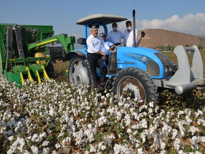 Amik Ovası'nda pamuk hasadı başladı