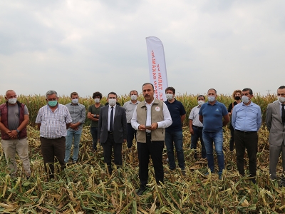 Tohumluk mısırlar Bursa’da hasat edildi