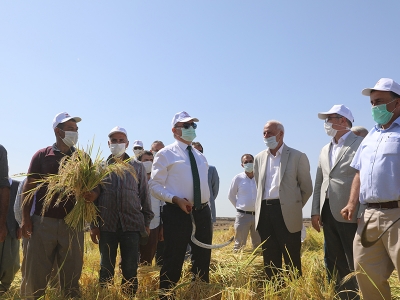 Karacadağ pirincinde hasat başladı