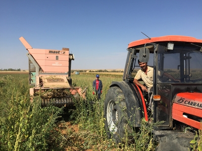 Kuru fasulye üreticisinin yüzünü güldürüyor