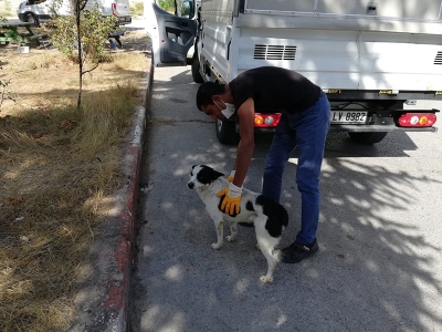 Sokak hayvanlarının da 112’si oldu