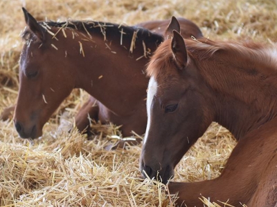TİGEM’e tay satışından 7,5 milyon liralık gelir