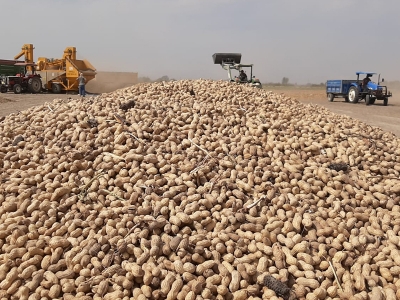 Yer fıstığı üretimi Şırnak’ta yüzleri güldürdü