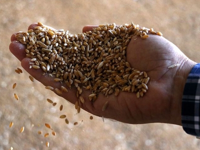 Tohumcular Birliğinden sertifikalı tohum uyarısı