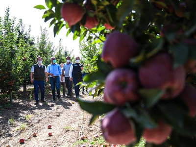 2020 yılının elma hasadı başladı