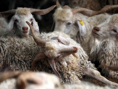 Tiftik kalitesinde hedef liderlik