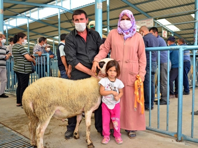 Karya cinsi koçlar sahiplerini buldu