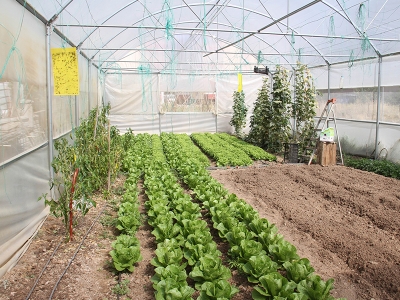 Seralarda yılın 12 ayı tarımsal üretim