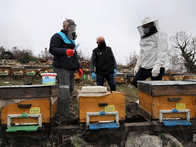 Arıları hastalanan üreticiye destek