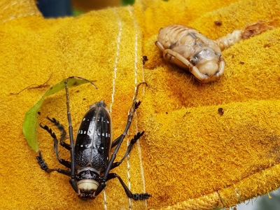 Drakulaya karşı savaş açıldı