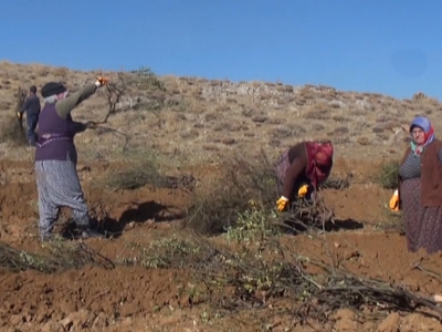 Baba-oğul arazilerini gül bahçesine dönüştürdü