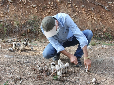 Alzaymır hastalarına mantardan gelen şifa