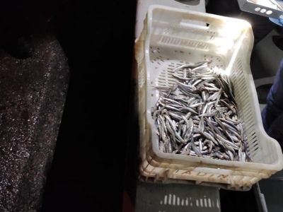 Trabzon’da hamsiye sıkı denetim