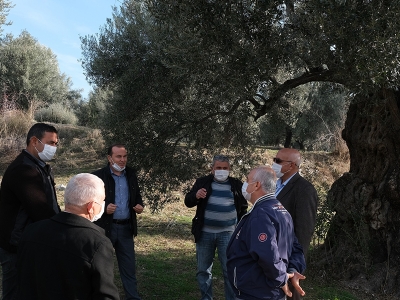 Tarihi zeytin ağaçları tescilleniyor