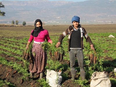 Fiyatı ve verimi ile havuç yüz güldürdü