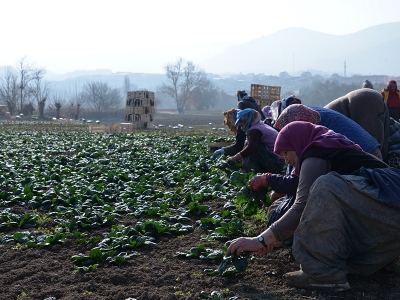 Osmaneli'de kış hasadı 300 işçiye ekmek kapısı