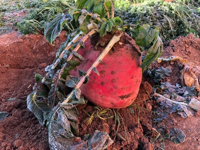 Mardin’de 8 kiloluk turp ilgi odağı oldu
