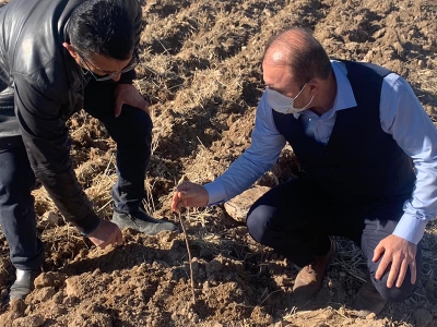 Aksaray Antep fıstığında iddialı