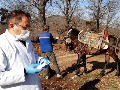 Tek tırnaklı hayvanlara mikroçipli takip