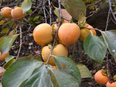 Ek gelir için çıktığı yolda 10 ton ürüne ulaştı