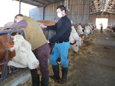 Hayvancılıkta kalite ari işletmelerle artıyor