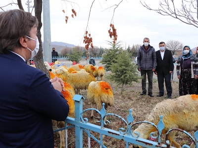 Koyunları telef olan Şerife anneye devlet desteği
