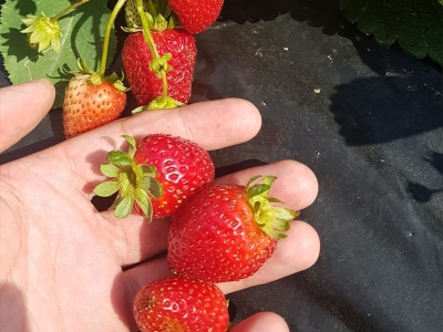 Çilek satışları salgında katlandı