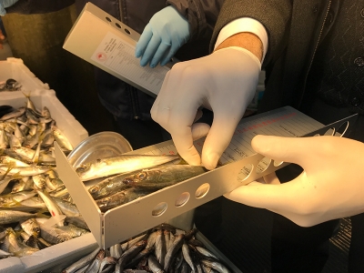 İstanbul’da balık tezgahlarında hamsi boylarına denetim yapıldı