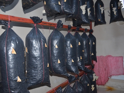 Şırnak’ta mantar üretim tesisi açıldı