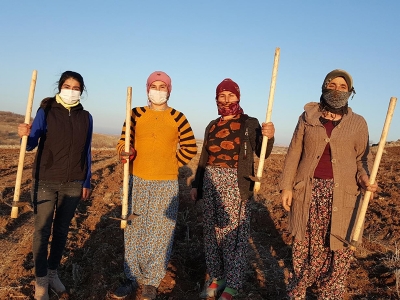 Mardinli üretici kadınlardan lavanta bahçesi