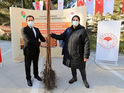 Çiftçiye 6 bin ‘sarı altın’ fidanı…