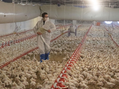 Hayaline devlet desteğiyle kavuştu