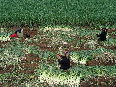 Türkiye'nin kışlık sebzesi İzmir'den