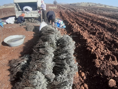İki ürün aynı tarlada buluştu hedefler büyüdü