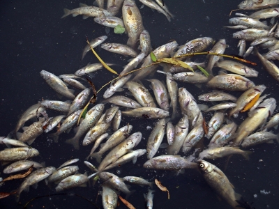 Binlerce balığı öldüren 4 tesise ceza uygulandı