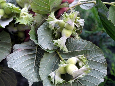 Düzce’den Avrupa’ya fındık ihracatı