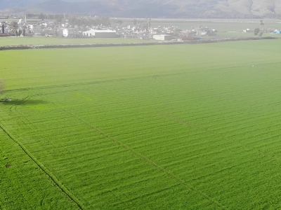 Son yağışlar üreticileri sevindirdi