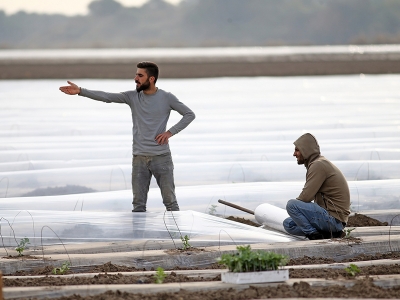 Çukurova'da erkenci karpuz toprakla buluştu