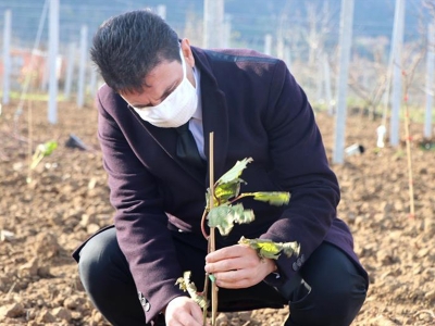 Kivi bahçeleri yeni havzasında üretime hazır