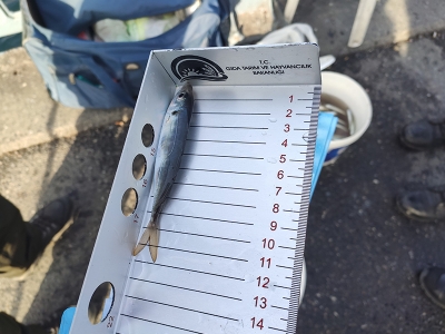 Galata Köprüsü’nde küçük balık denetimi