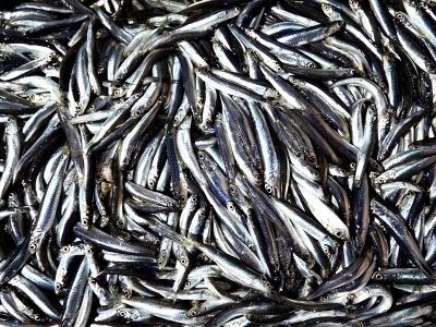 İğneada'da hamsi bereketi balıkçının yüzünü güldürdü