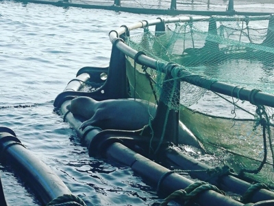 Denizi olmayan Malatya’dan dünyaya balık ihracatı