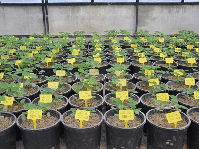 Bu tohumlar yerli üstelik kuraklığa da dayanıklı