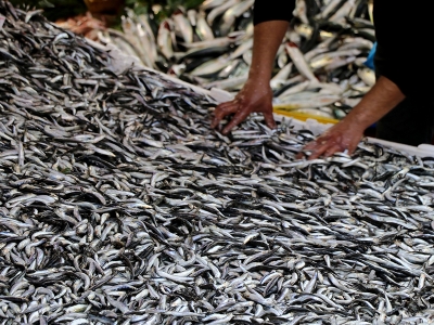 Hamsi avı yasağı uzatıldı