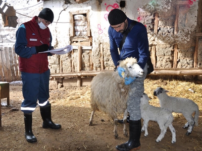 Anaç koyun keçiye destek devam ediyor