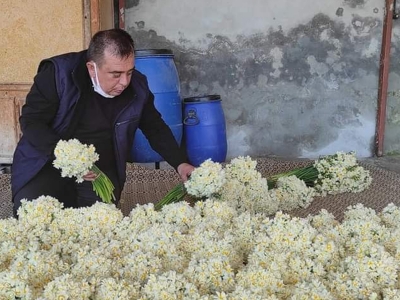 Nergis üreticisinin yüzünü güldürüyor