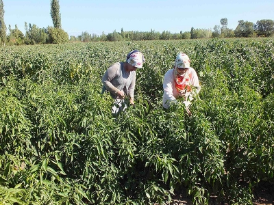 Kırsal kalkınma güç birliğiyle sağlanacak