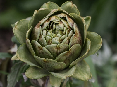 Şifa deposu enginar için hasat zamanı